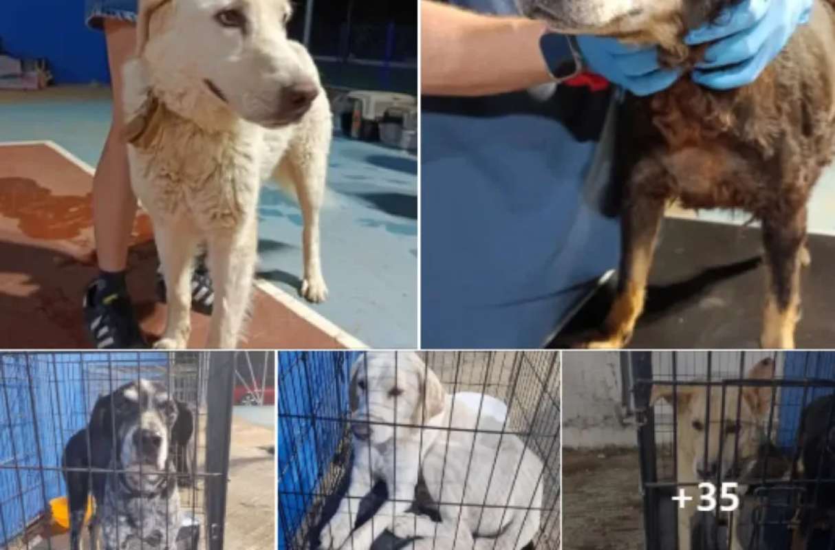 Φωτιά στο Πόρτο Γερμενό: Δεκάδες ζώα βρήκαν καταφύγιο σε προσωρινό σταθμό υποδοχής στα Βίλια