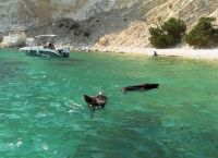 Άτοκος: Το νησί κοντά στην Ιθάκη που έγινε πόλος έλξης για τα γουρούνια του