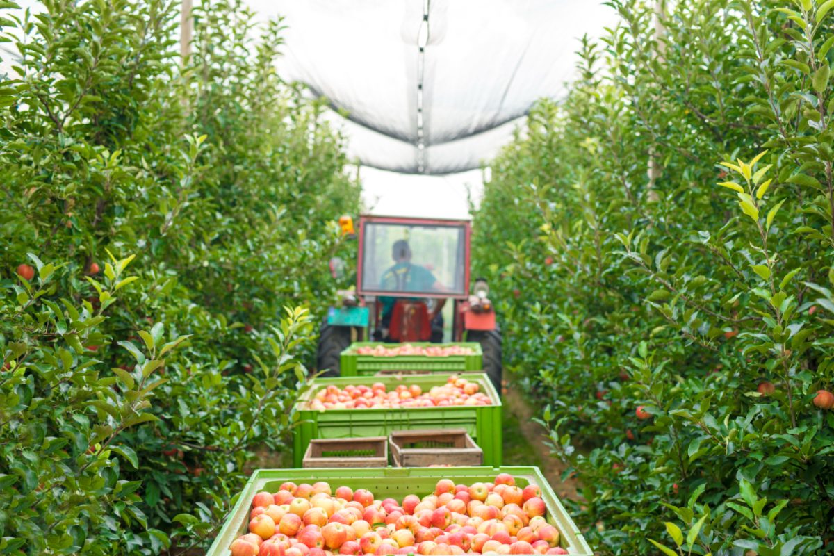 Europe’s Fruit Map Is Shifting: Greece Faces a New Battle Over Water, Climate and Competitiveness