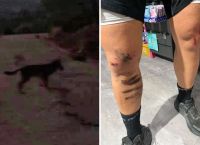 Άγρια επίθεση λύκου σε κάτοικο στο Κρυονέρι, «έπεσε πάνω μου και με δάγκωσε» [vid]
